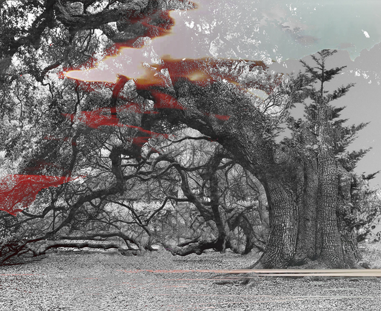 contemporary art landscape trees nature